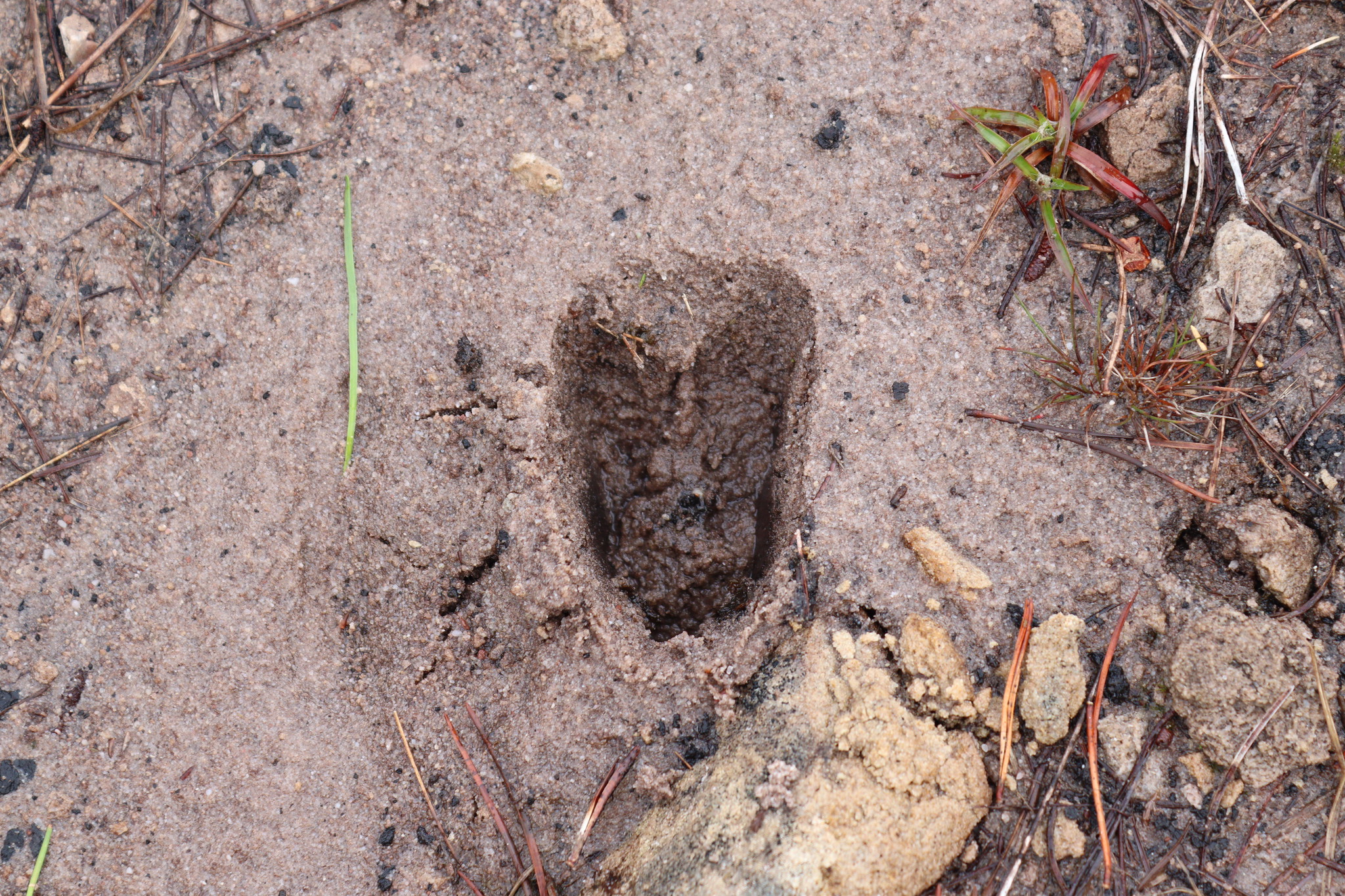 Deer Track